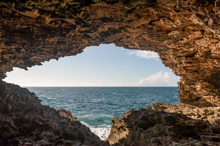 animal flower cave barbados