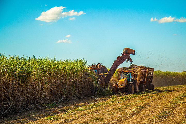 DAm Bdos sugarcane